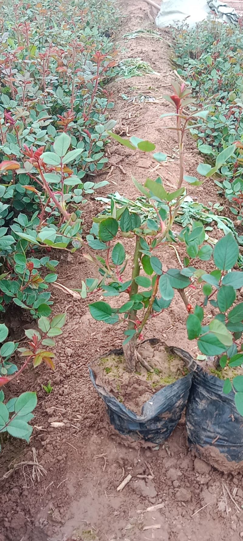 红帽月季基地直销