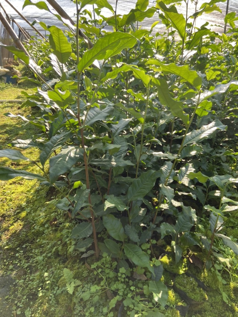 英红九号茶苗鸿雁12号金宣白茶红茶绿茶乌龙茶苗