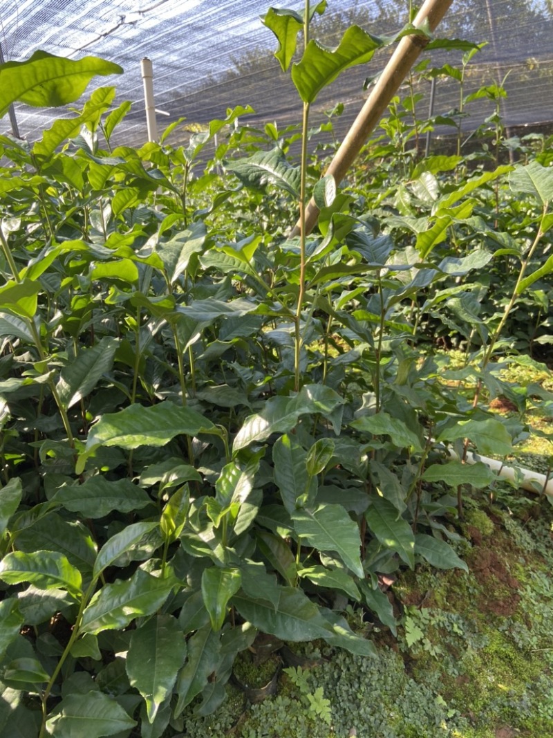 英红九号茶苗鸿雁12号金宣白茶红茶绿茶乌龙茶苗