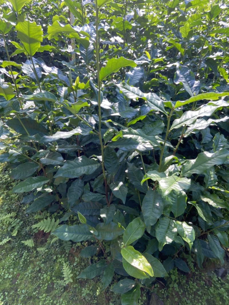 英红九号茶苗鸿雁12号金宣白茶红茶绿茶乌龙茶苗