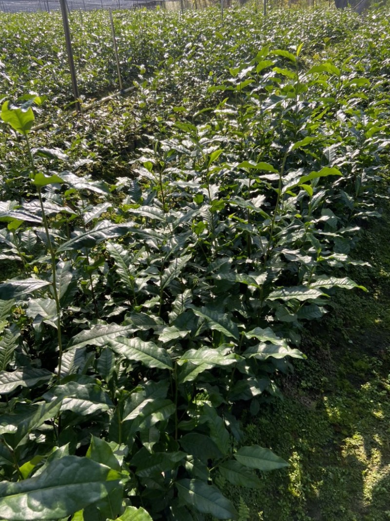 英红九号茶苗鸿雁12号金宣白茶红茶绿茶乌龙茶苗