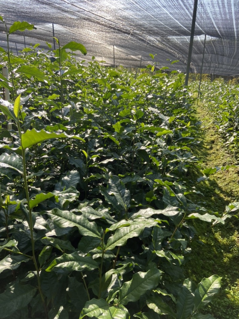 英红九号茶苗鸿雁12号金宣白茶红茶绿茶乌龙茶苗
