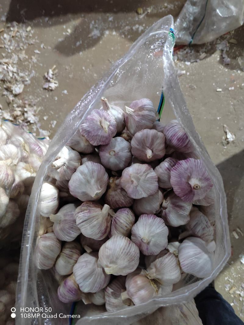 精品山东金乡紫皮大蒜代收代储代加工实力代办诚信合作