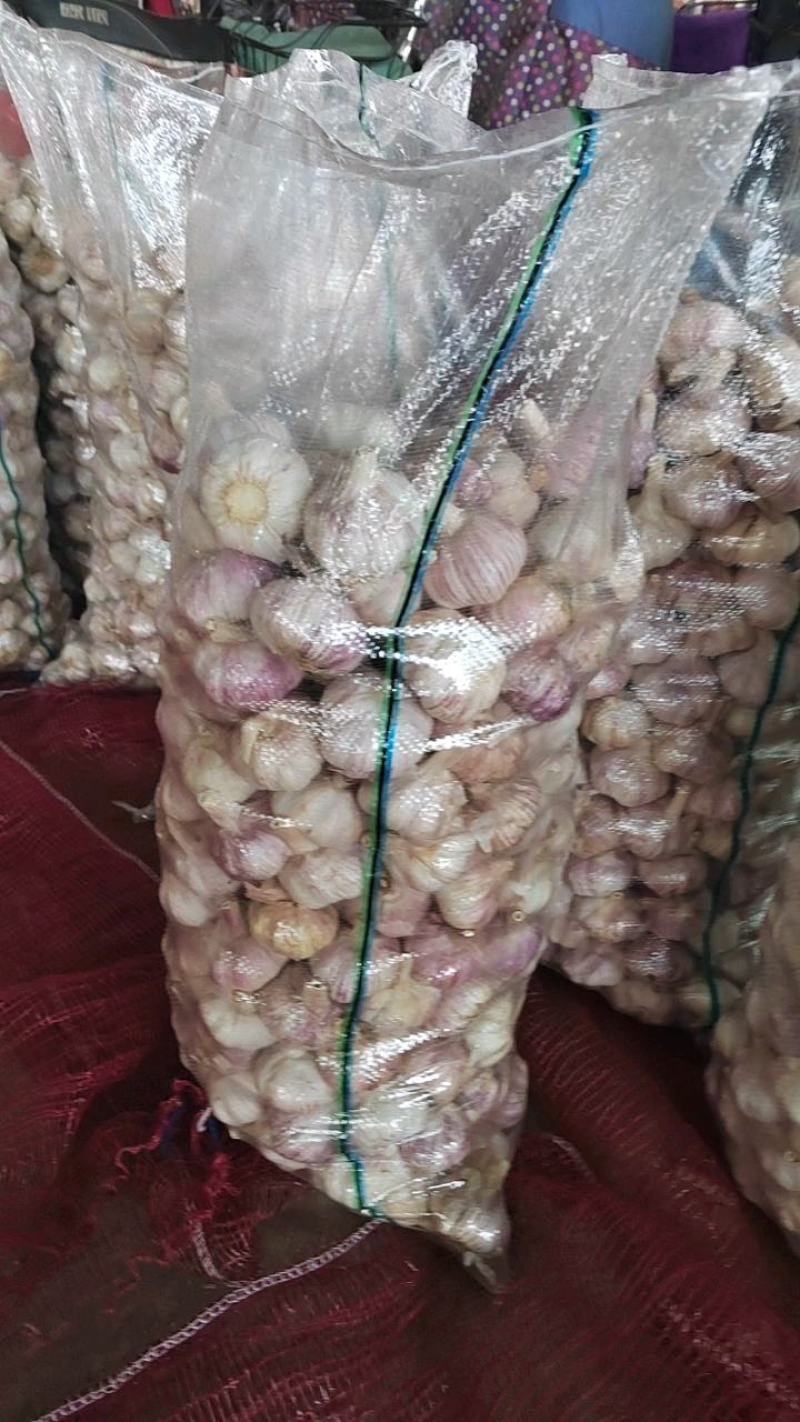 精品山东金乡紫皮大蒜代收代储代加工实力代办诚信合作