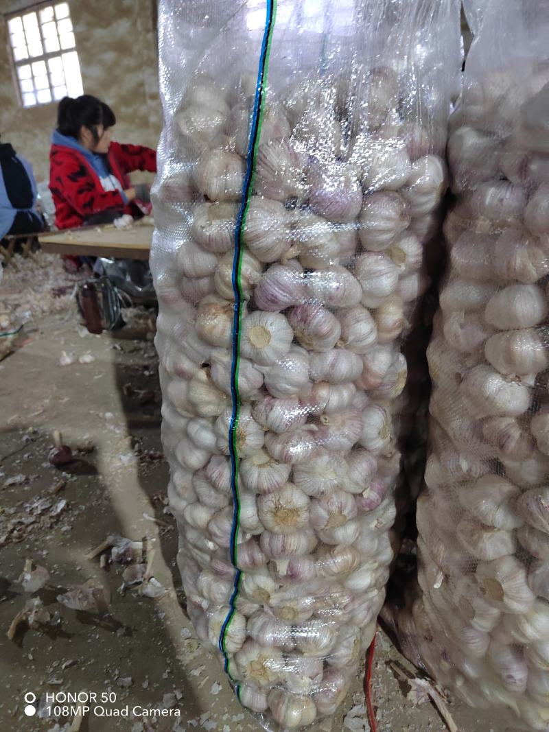 精品山东金乡紫皮大蒜代收代储代加工实力代办诚信合作