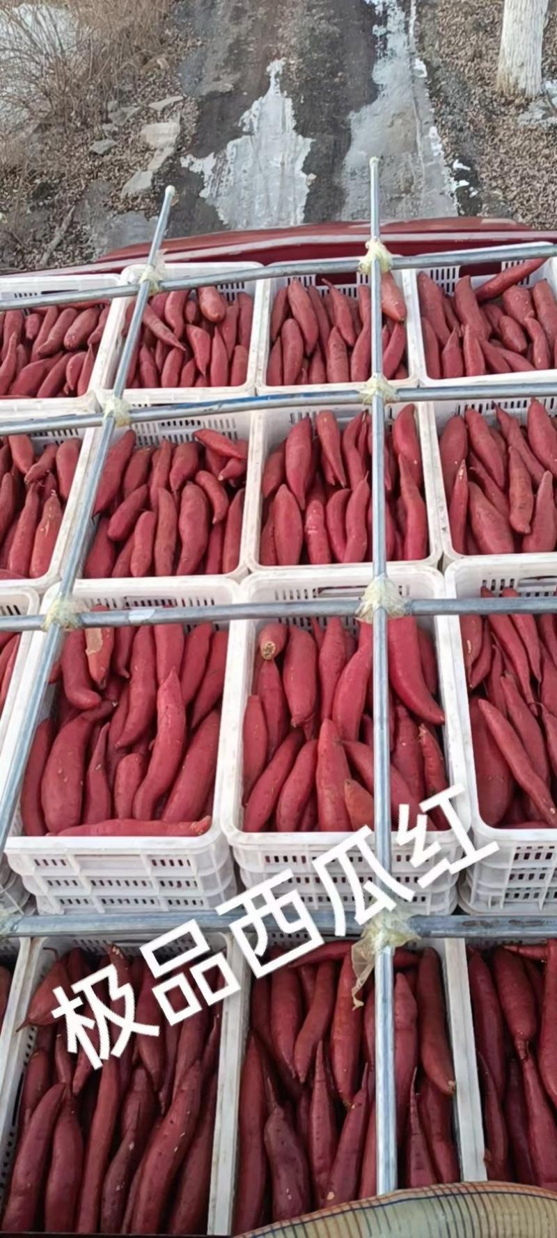 西瓜红，红薯大量供应市场货，电商货，商超货，加工厂货