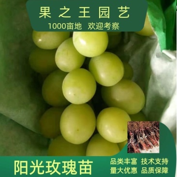 阳光玫瑰葡萄嫁接苗，扦插苗基地现挖现发货品种纯正