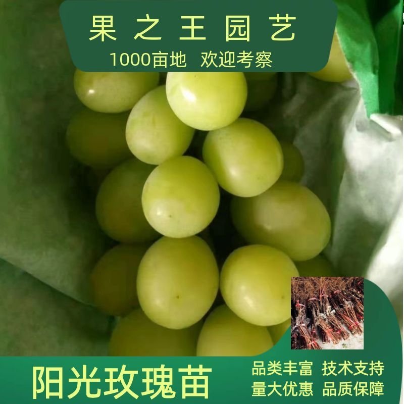 阳光玫瑰葡萄嫁接苗，扦插苗基地现挖现发货品种纯正