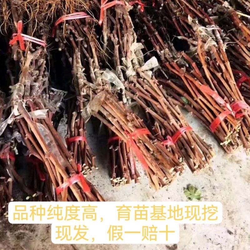 阳光玫瑰，巨峰，浪漫红颜，各种葡萄苗，大量现货育苗场供应