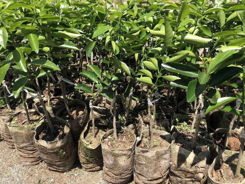 新会柑苗四会柑苗又名茶枝柑剥皮柑苗基地直发