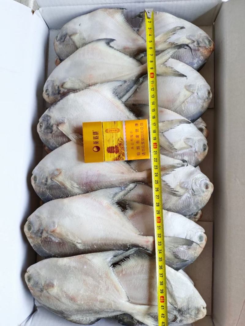 三两左右鲳鱼，一板八斤，大概27条，最近加工的