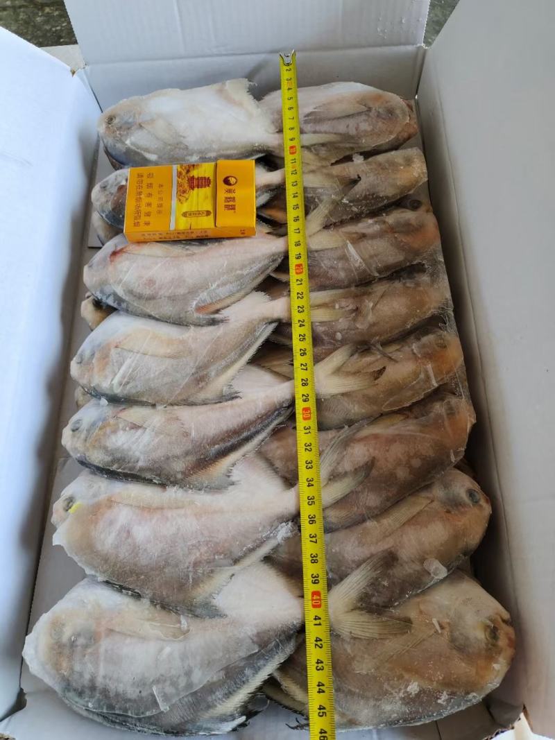 三两左右鲳鱼，一板八斤，大概27条，最近加工的
