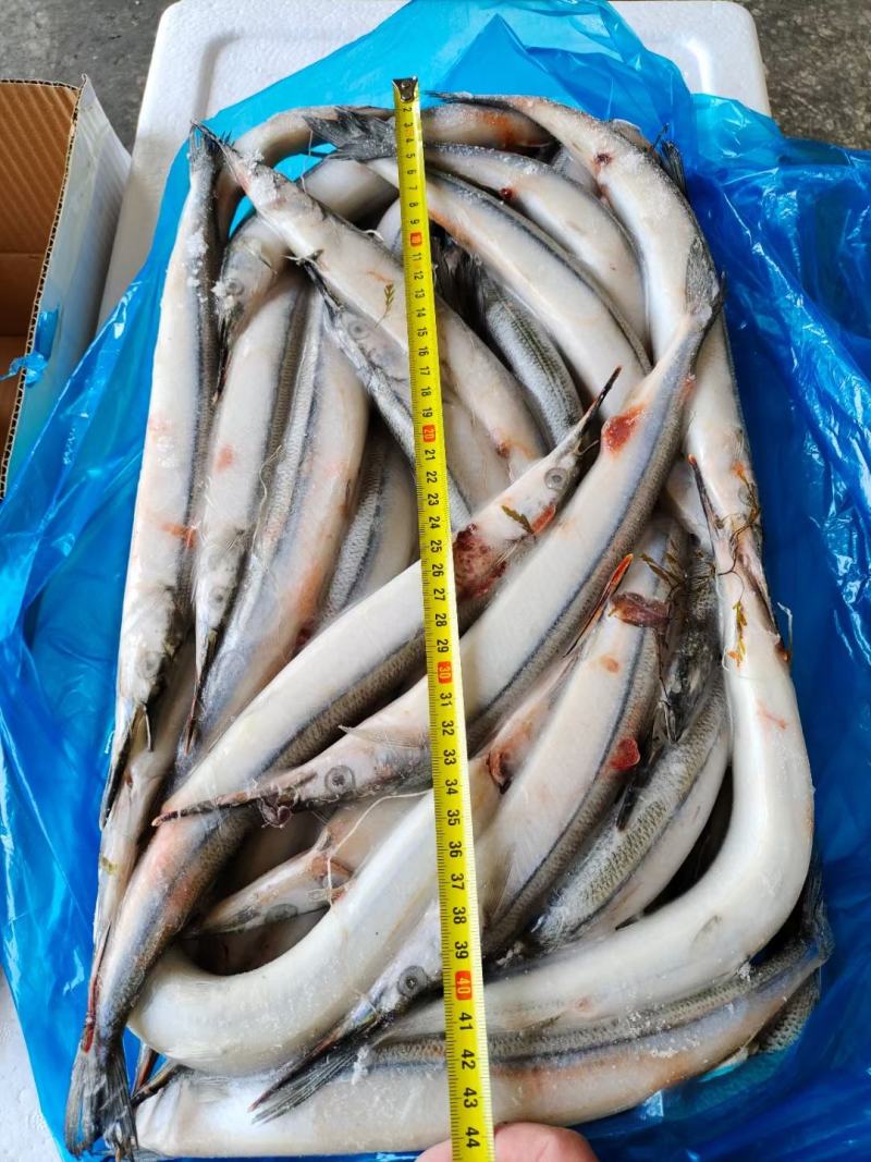 大马步鱼，各种规格都有，大量有货船冻马步也有