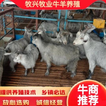 狗羊，鲁西南国宝青山羊，一年可以下两窝，每窝3--6只，