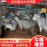 狗羊，鲁西南国宝青山羊，一年可以下两窝，每窝3--6只，