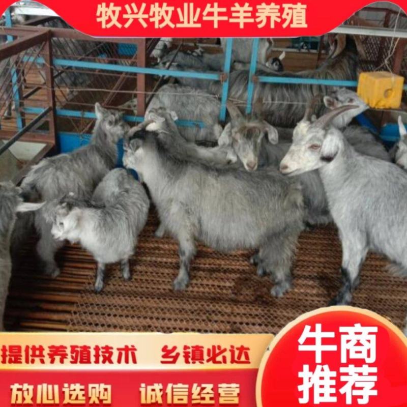 狗羊，鲁西南国宝青山羊，一年可以下两窝，每窝3--6只，