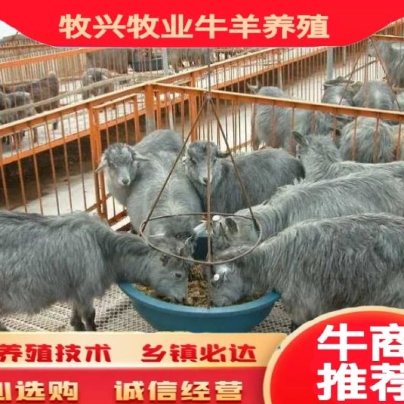 狗羊山东鲁西南青山羊，疫苗防疫全部做完，送货上门