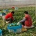 上海青小青菜小油菜，基地一站式供应精品货源，品质保证
