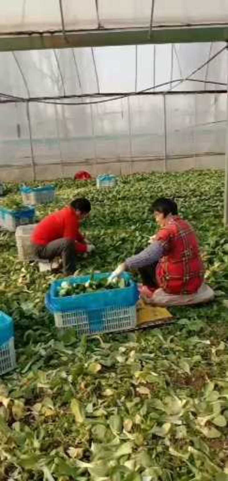 上海青小青菜小油菜，基地一站式供应精品货源，品质保证