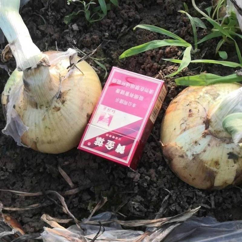 黄洋葱大量上市。河南南阳，品质甄选要的联系