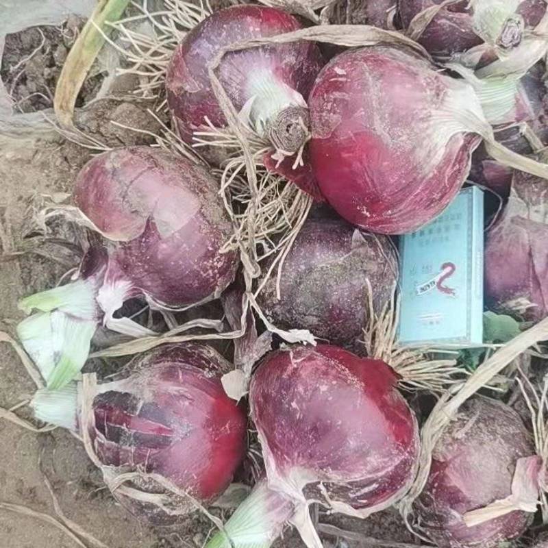 河南红洋葱上市。要的联系。大量出货货源稳定欢迎咨询