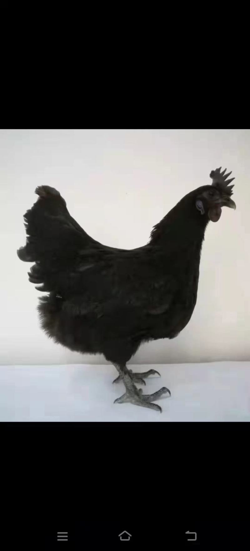 绿壳土鸡蛋
