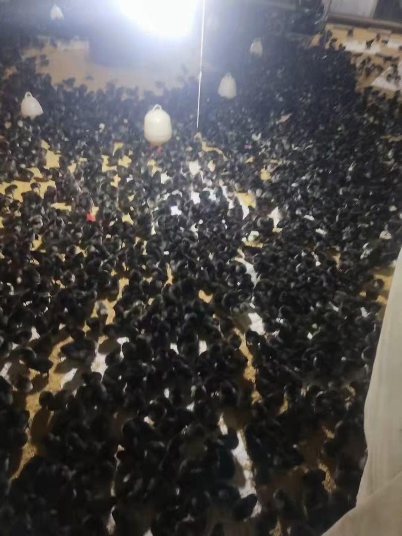 绿壳土鸡蛋