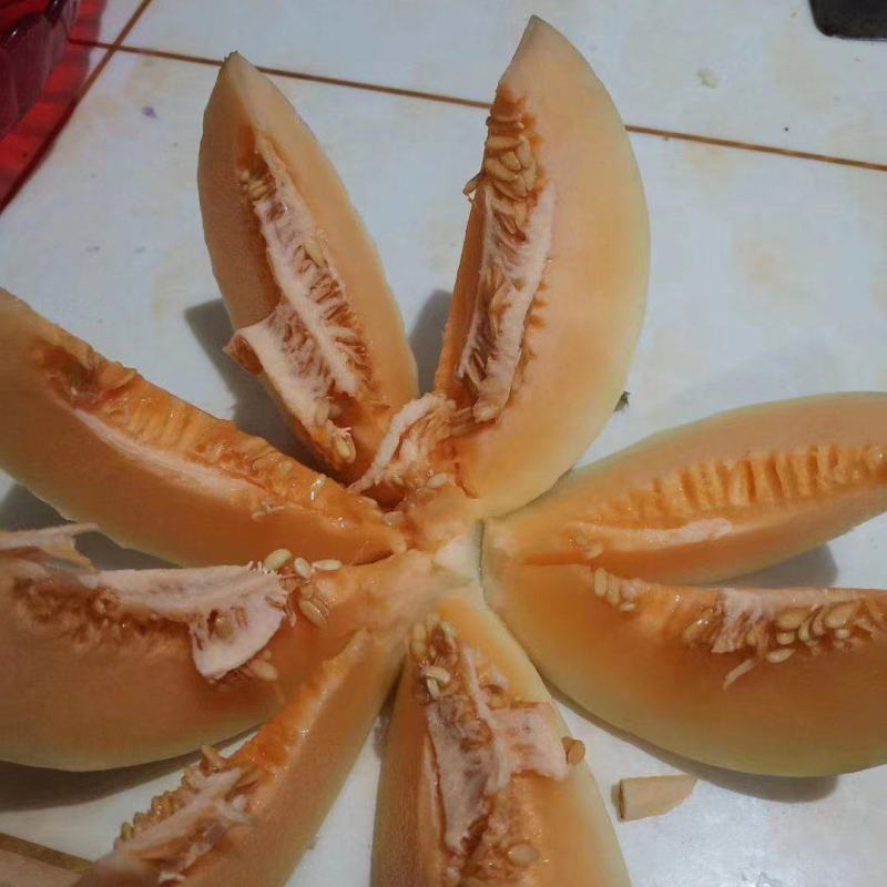 山东菏泽精品红金蜜甜瓜大量上市，东方蜜，脆甜可口白皮红肉