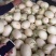 山东菏泽精品红金蜜甜瓜大量上市，东方蜜，脆甜可口白皮红肉