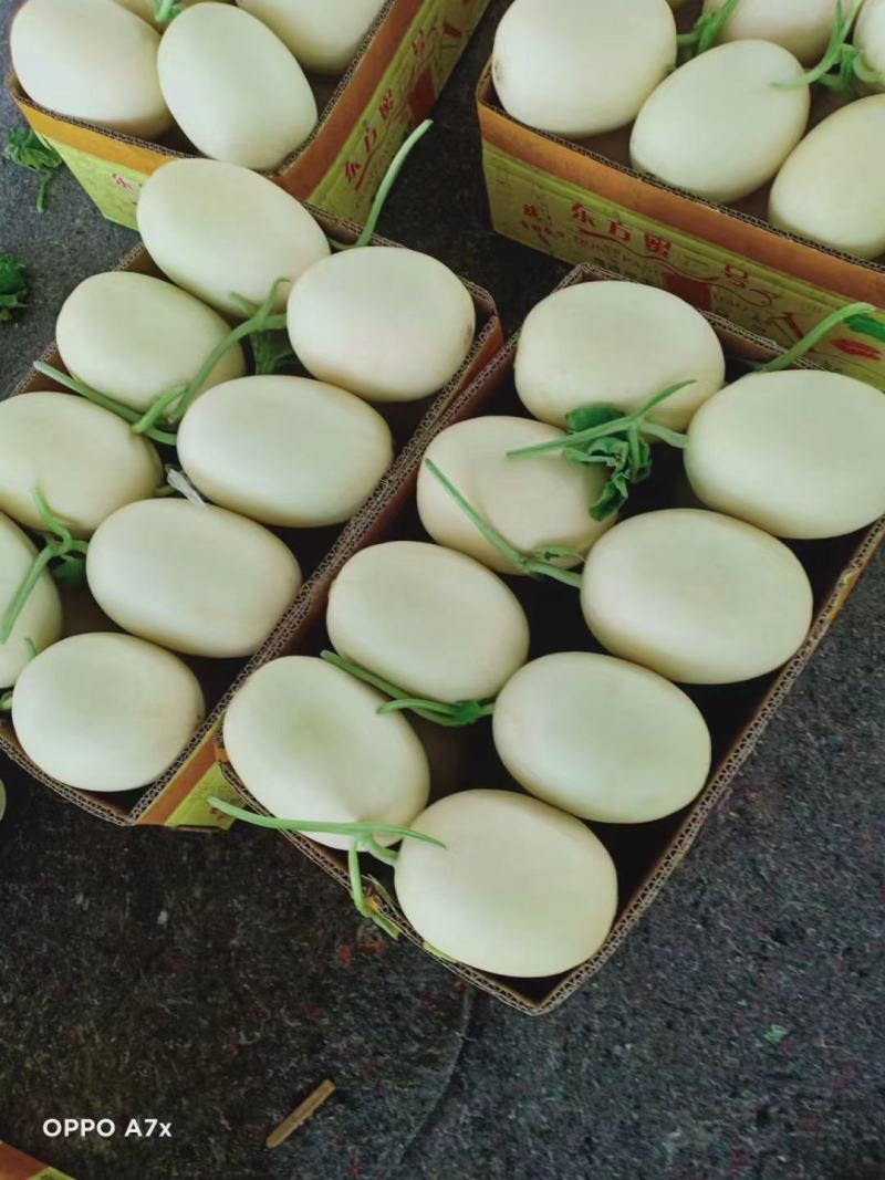 山东菏泽精品红金蜜甜瓜大量上市，东方蜜，脆甜可口白皮红肉