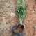 瓜子黄杨万年青云南苗圃自产自销绿化专用