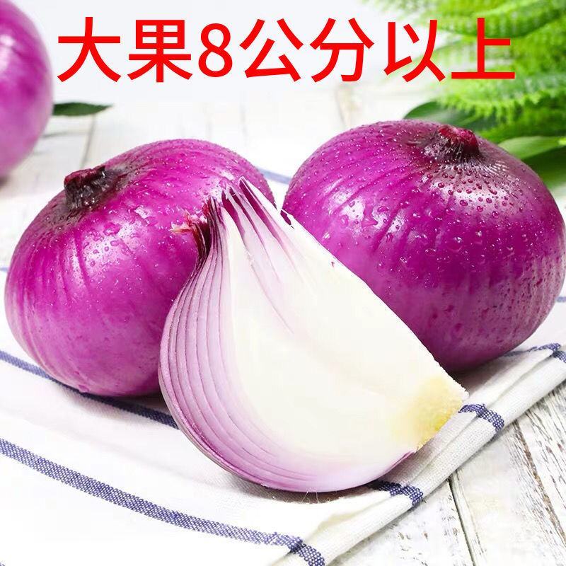 陕西阎良洋葱一件代发