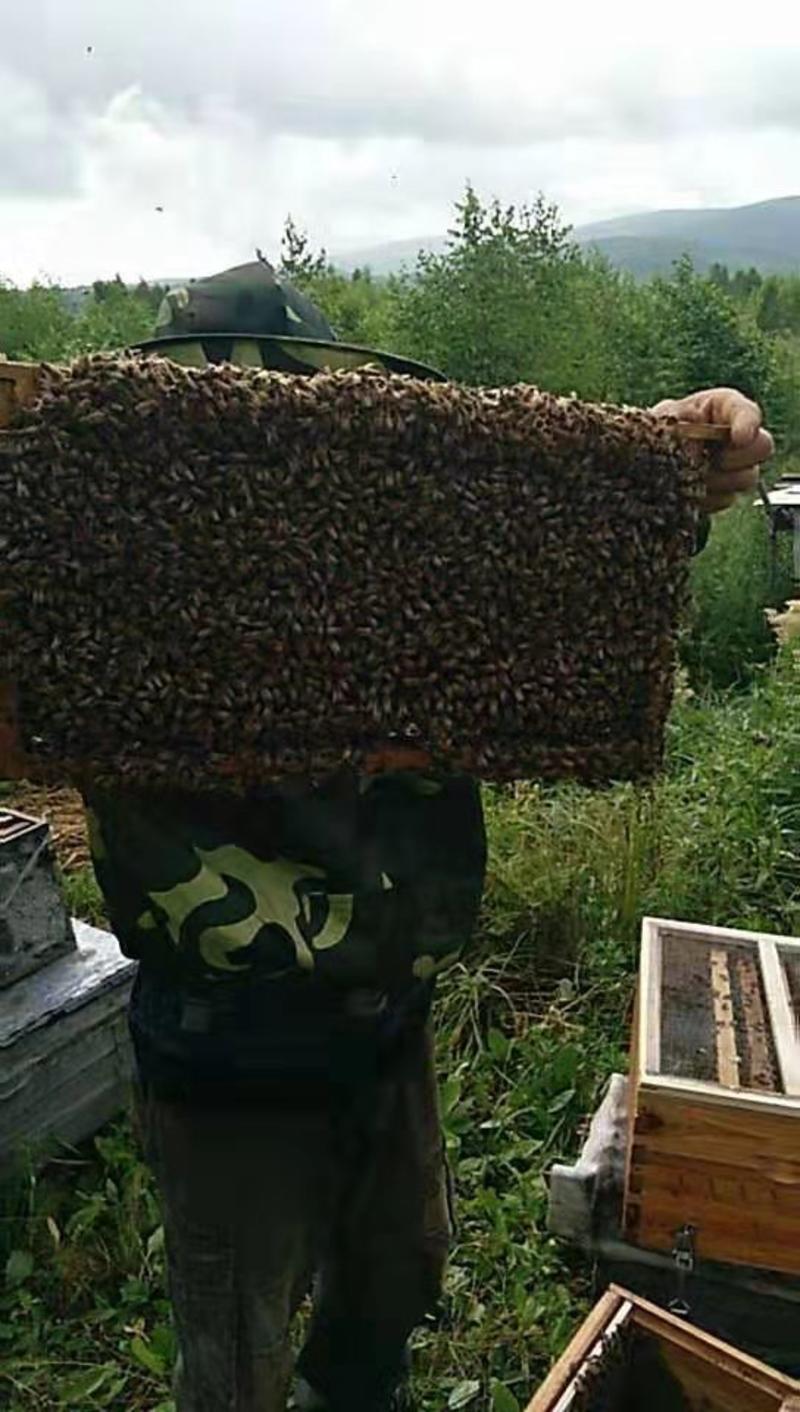 长白山蜂巢蜜东北蜂蜜两盒1000g纯正源头批发直销