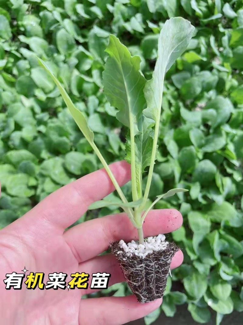 青梗松花菜苗80天菜花苗耐寒有机菜花苗小米粒花菜苗