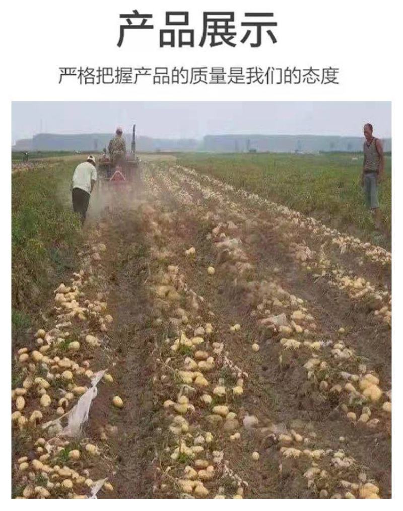 土豆地瓜收获机拖拉机带收胡萝卜马铃薯洋芋机器
