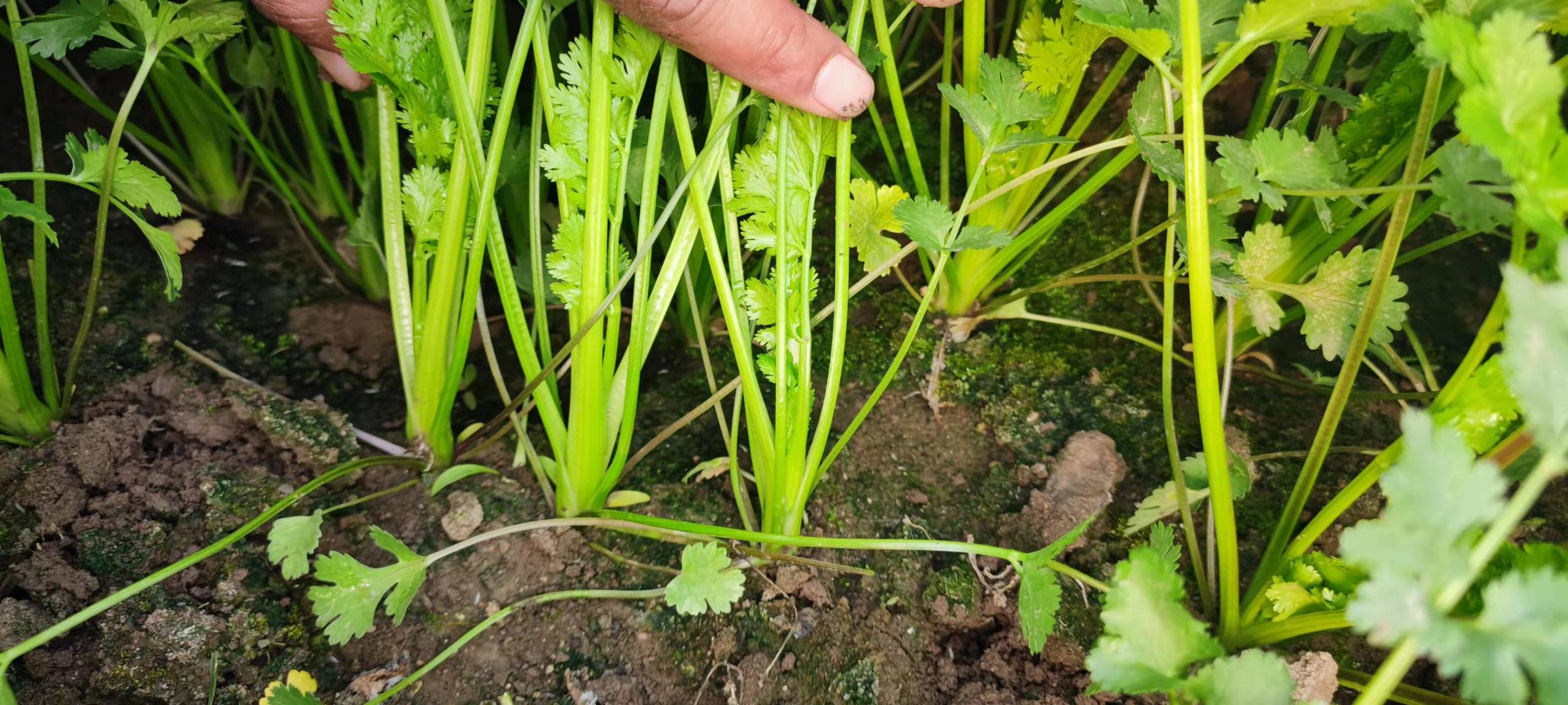 香菜种植环境示意图