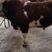常年出售西门塔尔牛，夏洛莱杂交牛，种牛，怀孕母牛，牛犊，