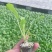 松花菜苗半松菜花苗707580天青梗松花菜苗