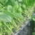 松花菜苗半松菜花苗707580天青梗松花菜苗