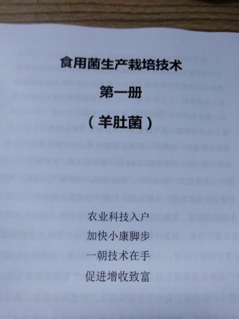 山东盛达菌业大量供应羊肚菌母种原种栽培种，每亩2000元