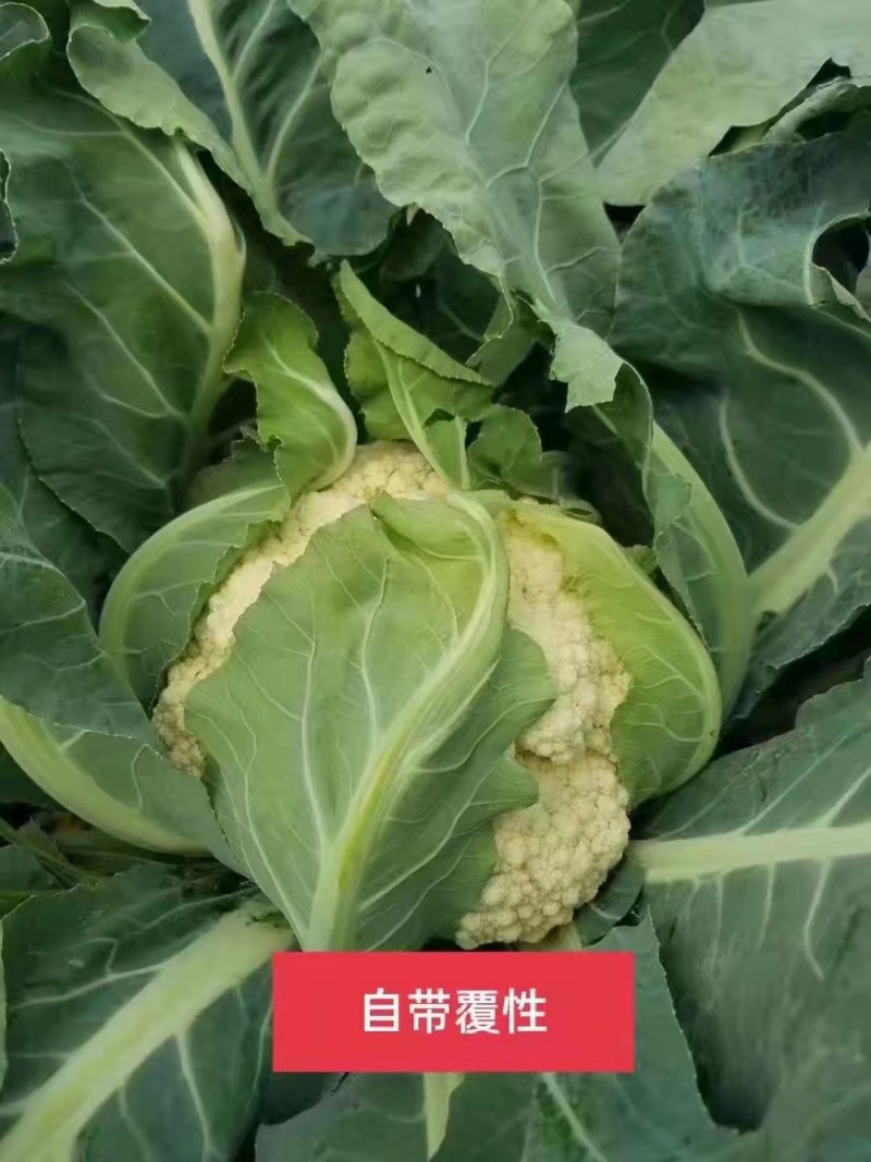松花菜苗半松菜花苗707580天青梗松花菜苗