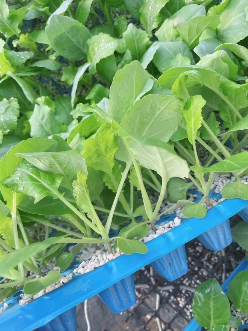 松花菜苗半松菜花苗707580天青梗松花菜苗