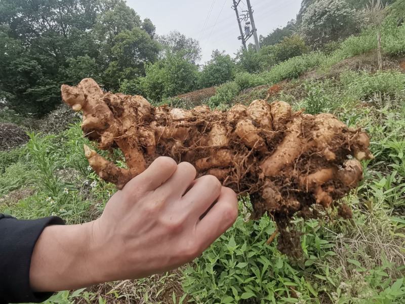 广东清远本地农户老肉姜新鲜现挖辛辣十足