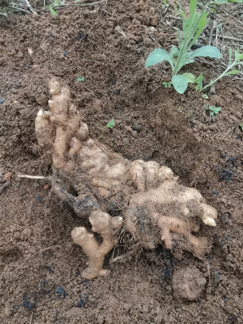 广东清远本地农户老肉姜新鲜现挖辛辣十足