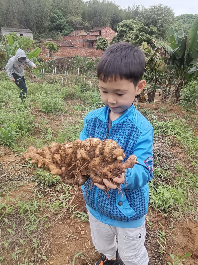 广东清远本地农户老肉姜新鲜现挖辛辣十足