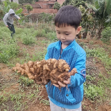 广东清远本地农户老肉姜新鲜现挖辛辣十足