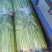 【芹菜】第一精品香芹产地直销供应各大市场电商商超