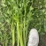 【芹菜】第一精品香芹产地直销供应各大市场电商商超