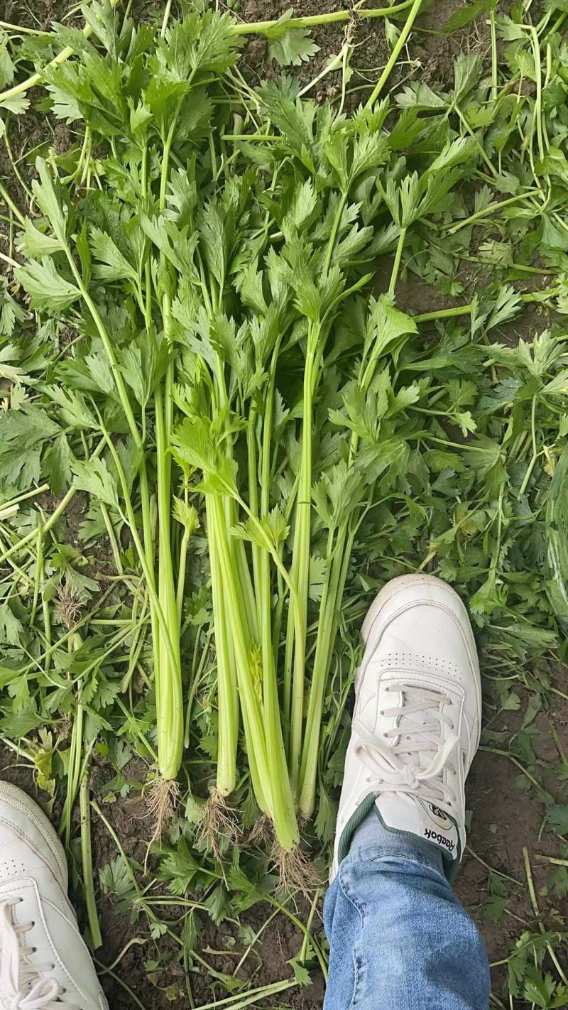 【芹菜】第一精品香芹产地直销供应各大市场电商商超