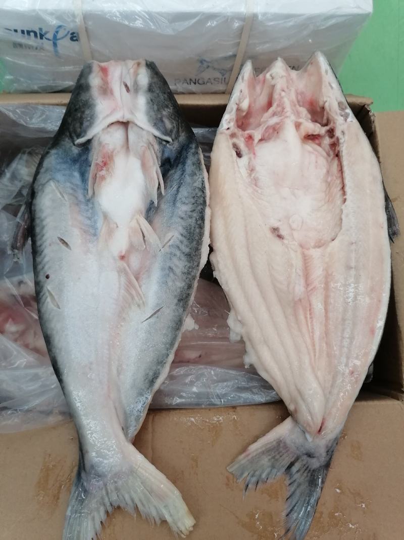 开背巴沙鱼900/1100克*10条